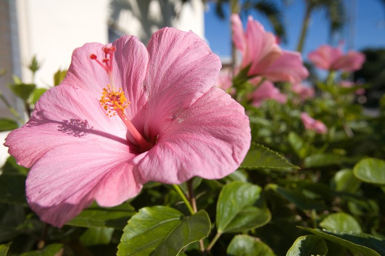 La rosa de China "Chiffon Breeze" es un cultivar patentado que tiene flores amarillas.