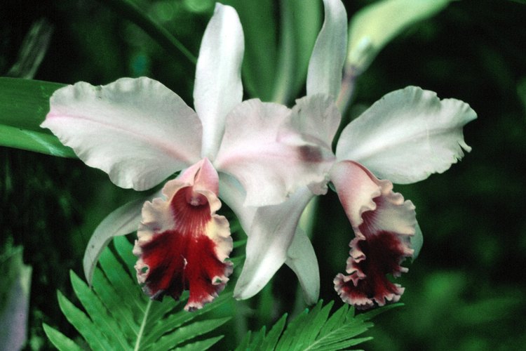 Revive tu orquídea en casa.