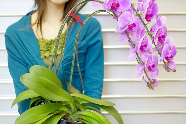 Las orquídeas pesadas pueden romper su tallo si se apoyan correctamente.