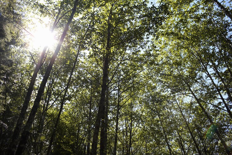 Hay varios tratados para proteger el medio ambiente en la legislación argentina.