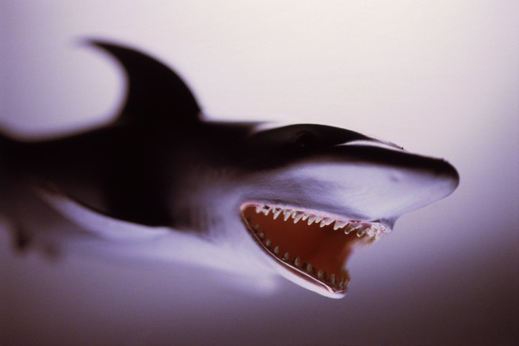 Los tiburones tienen dientes muy afilados.