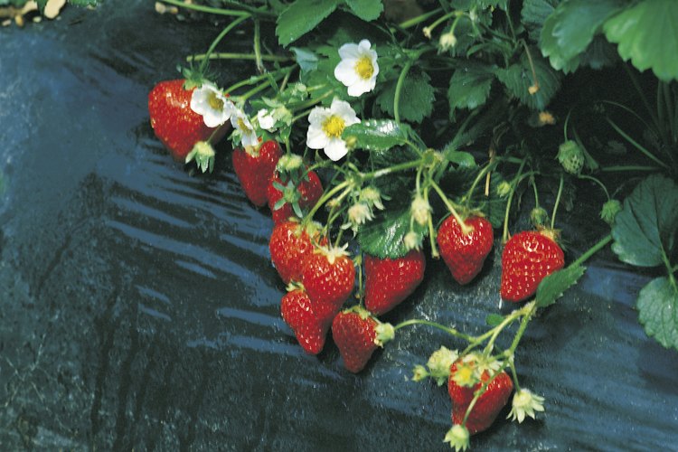 El fertilizante adecuado conlleva una cosecha abundante de jugosas fresas.