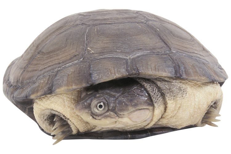 Las tortugas son sólo un tipo de los animales que hibernan en invierno.