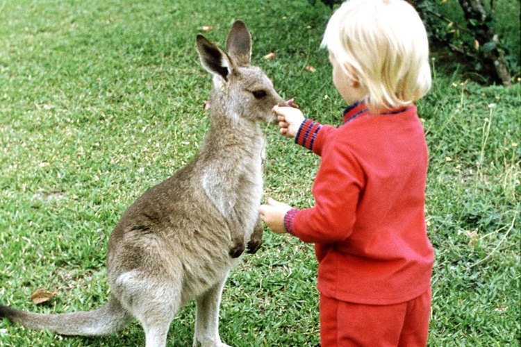 Comparte un encuentro canguro con tu hijo.