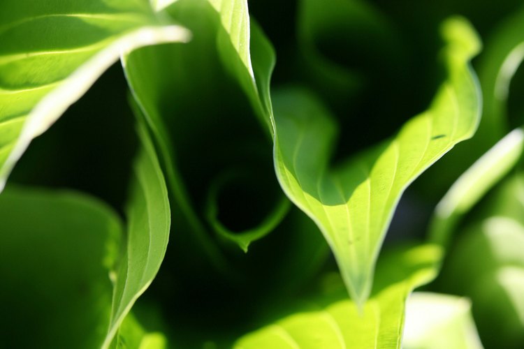 Las plantas son de color verde debido a la reacción química de la fotosíntesis.