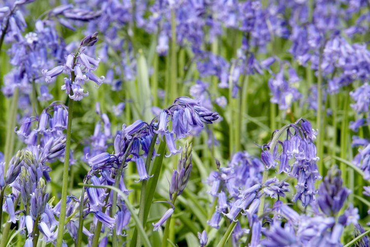 Sequim es famosa por sus campos de lavanda.