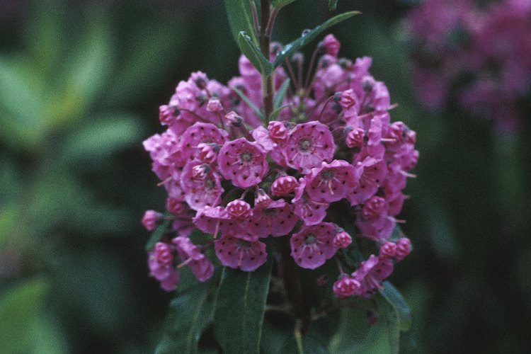 Laurel de montaña.