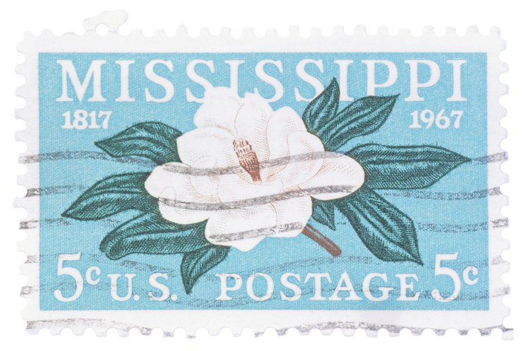 La magnolia perenne del sur es la flor del estado de Mississippi.