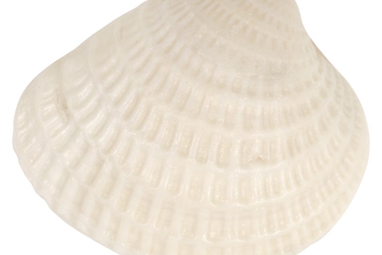 Las conchas de mar son una forma común de restos de moluscos.