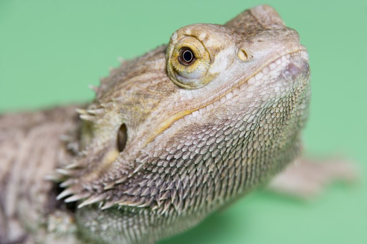 Los dragones barbudos necesitan una dieta variada.