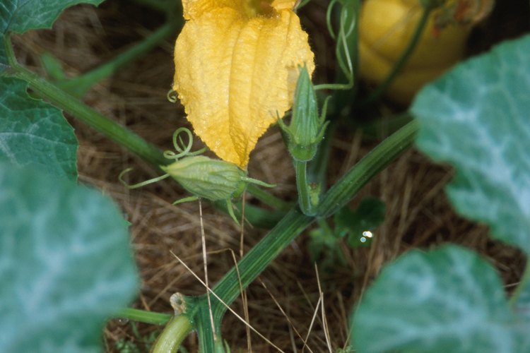 Una calabaza comparte similitudes con otras plantas de la familia Cucerbitaceae.