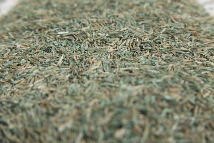 Asegúrate de saber durante cuánto tiempo estuvieron almacenadas tus semillas de pasto.