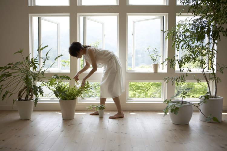 Mantén la planta en una habitación iluminada donde haya buena ventilación.