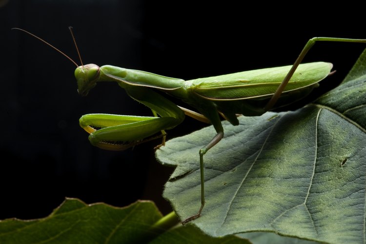 Las mantis religiosas unen sus patas delanteras para prepararse para un ataque.