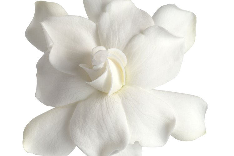 Puedes crear tu propio perfume de gardenias.
