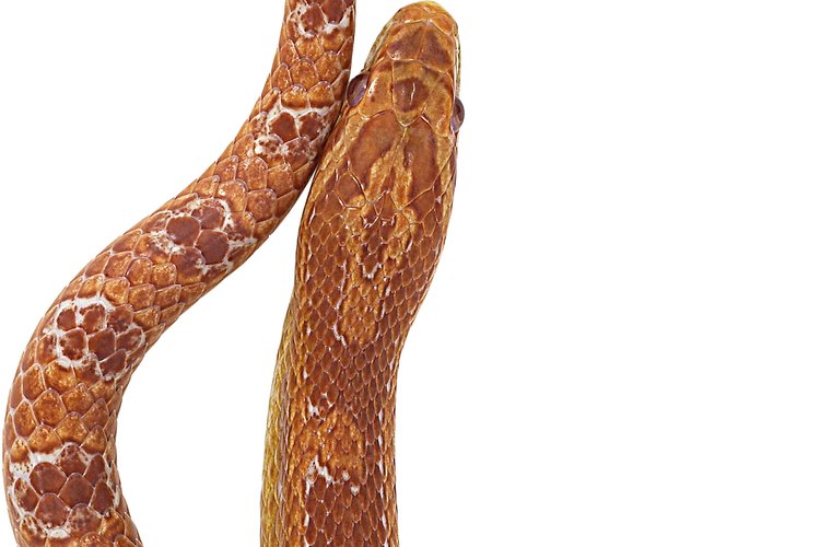 Serpiente del maíz.