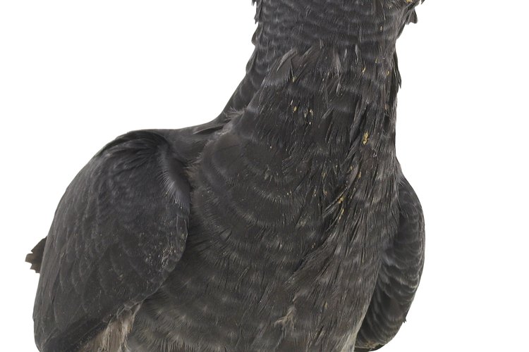 Las cacatúas son aves inteligentes y al igual que los loros, puedes enseñarles a cantar canciones y hablar.
