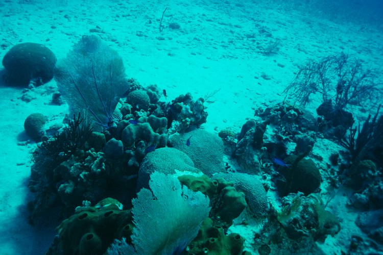 El coral se adhiere a las rocas de agua salada para crear un arrecife.