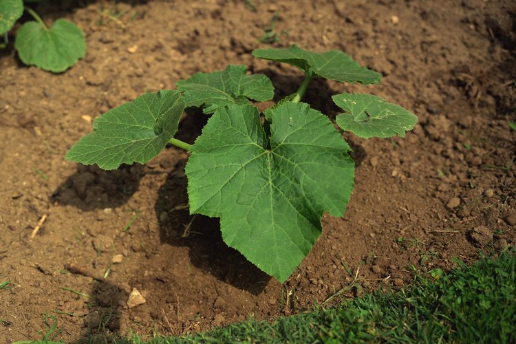 No rocíes pimienta de Cayena directamente en tus plantas.