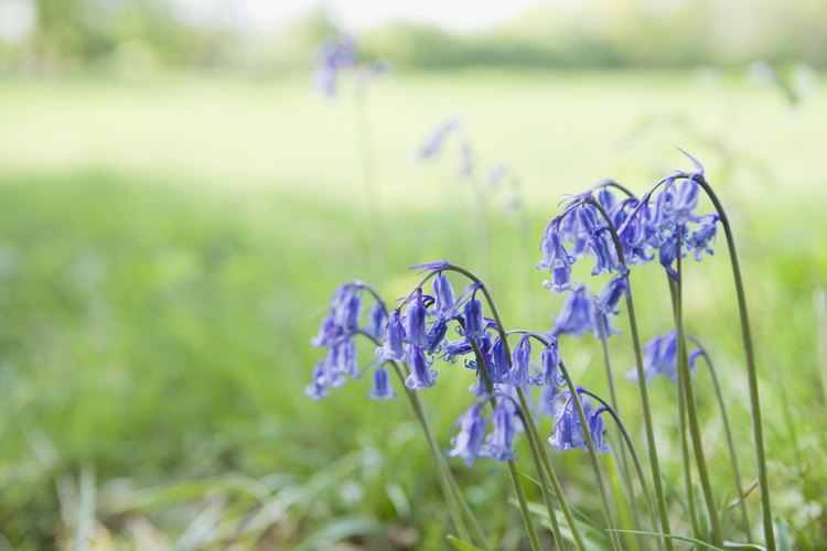 Las flores de campanilla crecen de forma natural en las zonas boscosas.