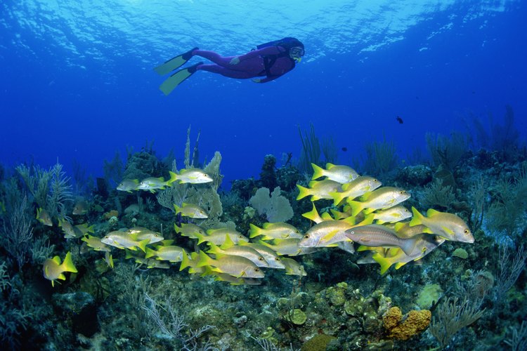 Los biólogos marinos estudian la vida marina en los océanos y laboratorios.