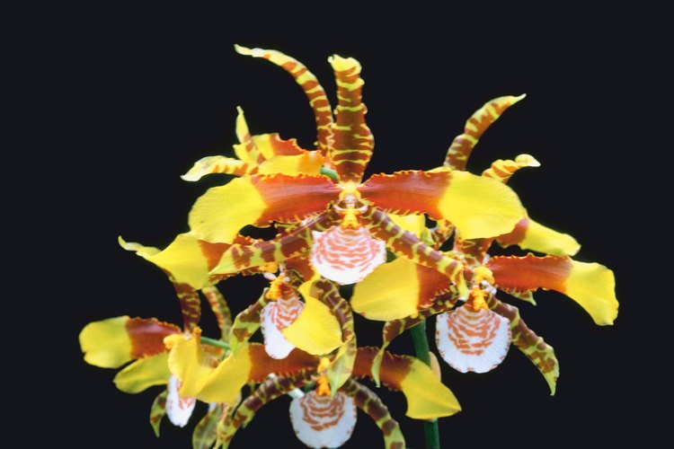La orquídea es la flor nacional de Colombia.