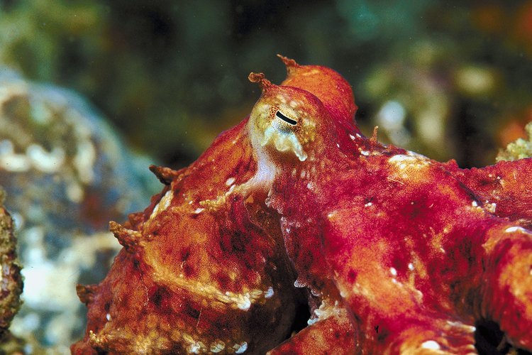El pulpo rojo es nativo de la costa pacífica de Estados Unidos.