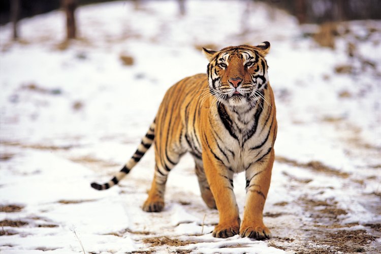Los tigres cazan a sus presas en la naturaleza, en el calor o nieve.