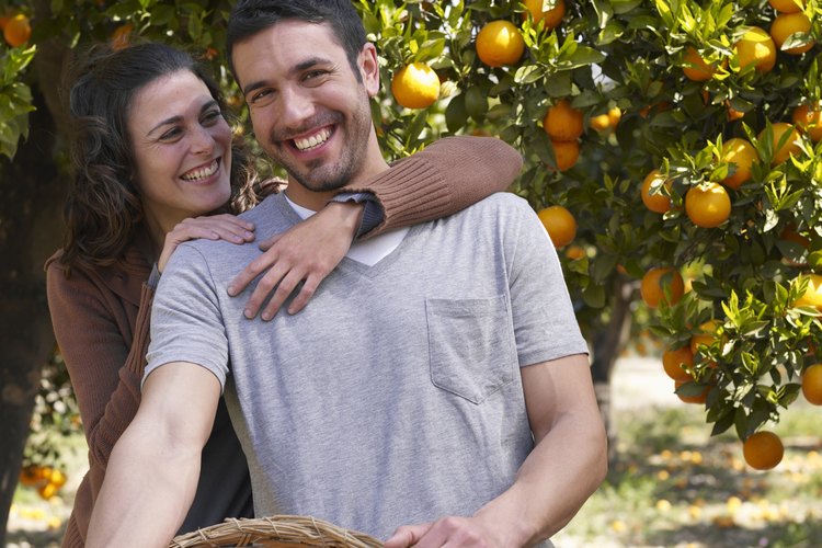 En algunos casos, la fruta es cosechada durante el tiempo de floración.
