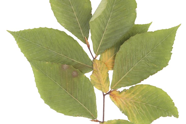 La madera de aliso a menudo proviene del Alnus glutinosa, o aliso común.
