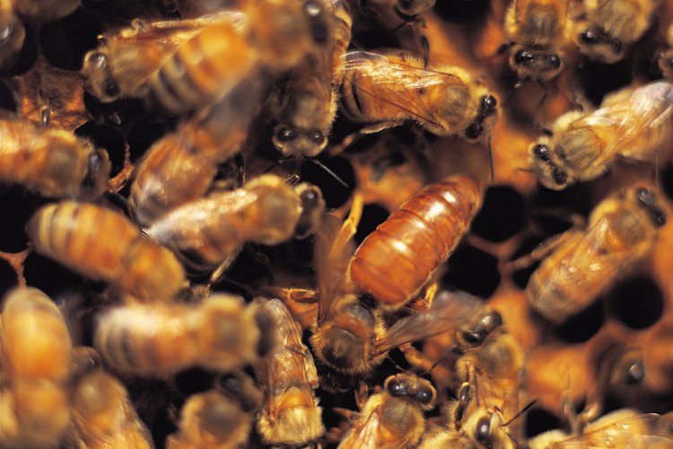 Abejas
