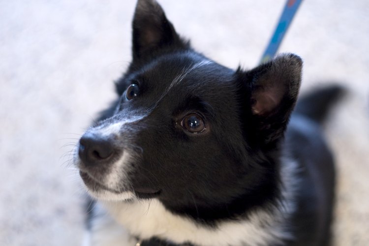 Con un cuidado adecuado, tus cachorros Collie pueden tener una vida feliz y saludable.