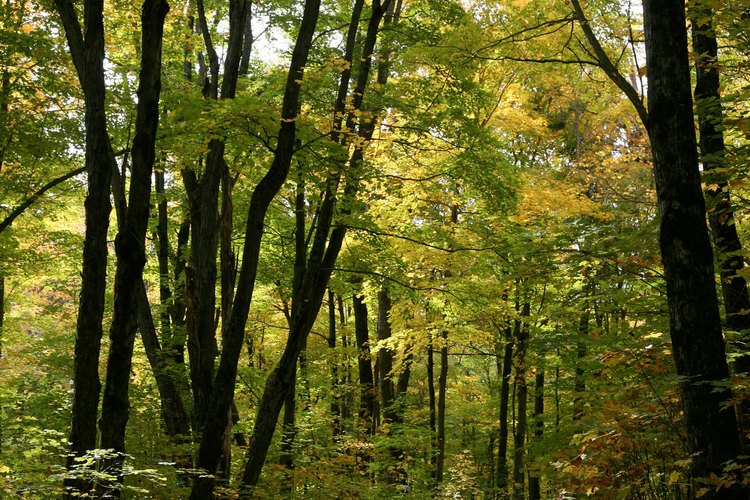 Un factor natural, el bosque, se conecta con un factor humano, el camino.