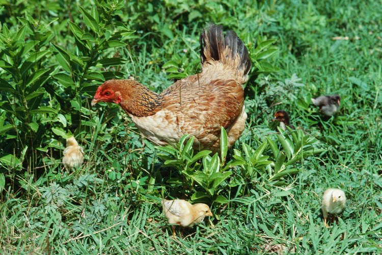 Cuando se les da la opción, las gallinas prefieren un suelo natural en lugar de malla de alambre.