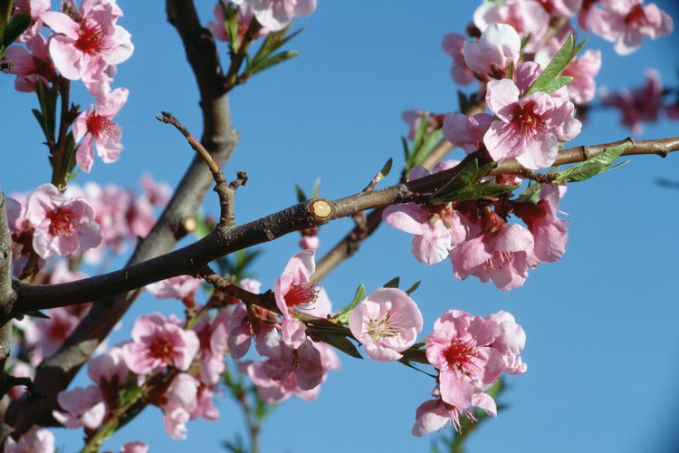 El duraznero florece desde finales del invierno hasta mediados de la primavera, según su ubicación.