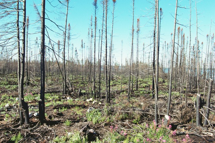 Evita las plantas que puedan provocar incendios.