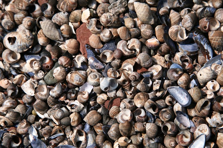 Las conchas marinas son recuerdos comunes y entrañables de playa, pero pueden oler mal si no se tratan.