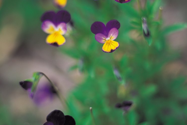 Las violas se consideran mas pequeñas que los pensamientos.