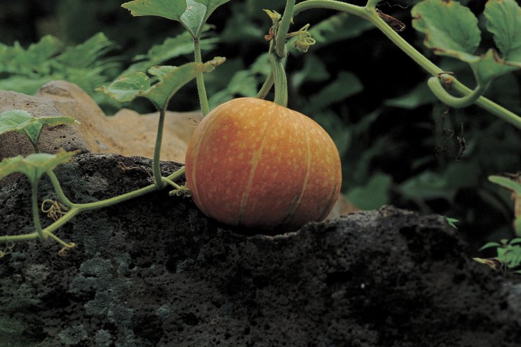 Las calabazas son versátiles y pueden ser usadas para cocinar o para decorar.