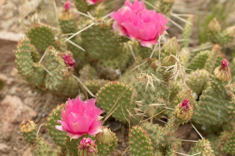 Algunas plantas suculentas pueden resistir el clima frío del invierno.