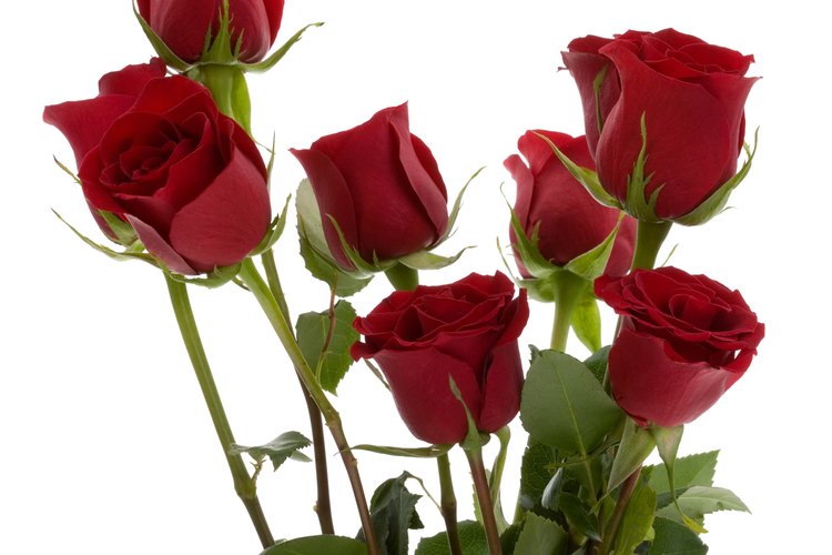 ¿Qué flor significa amor puro?