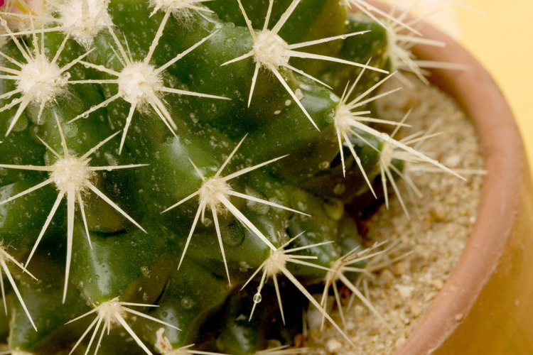 Durante la Edad Media la palabra cactus era el nombre usual para la alcachofa comestible.