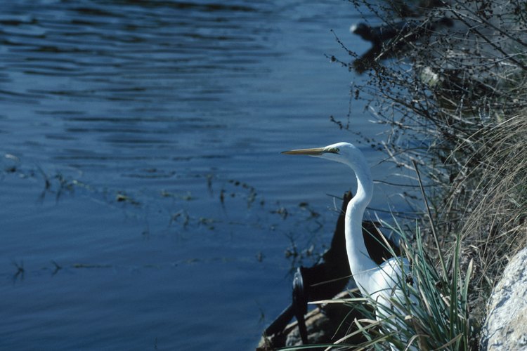 Las aves en los Everglades se clasifican en aves limícolas, aves terrestres y aves de caza.