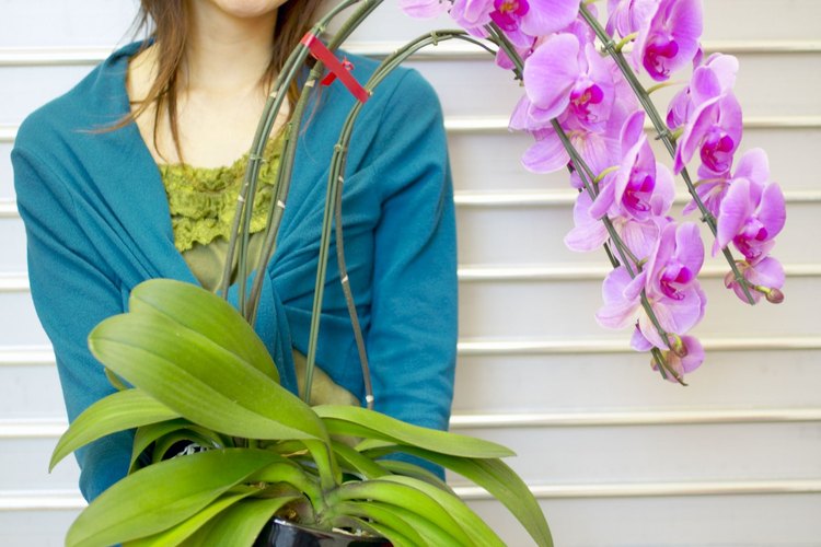 Una mujer y su orquídea, no tiene precio.