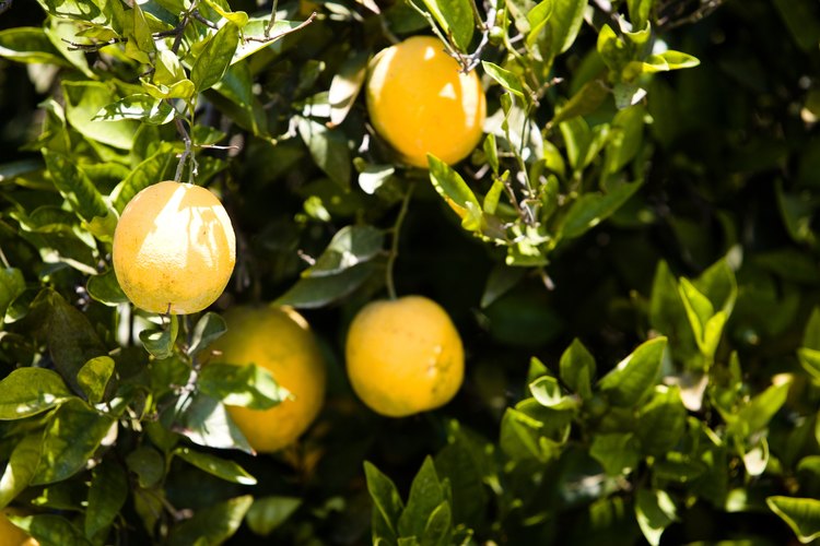El tiempo que toma crecer un árbol de naranja varía dependiendo de la variedad.