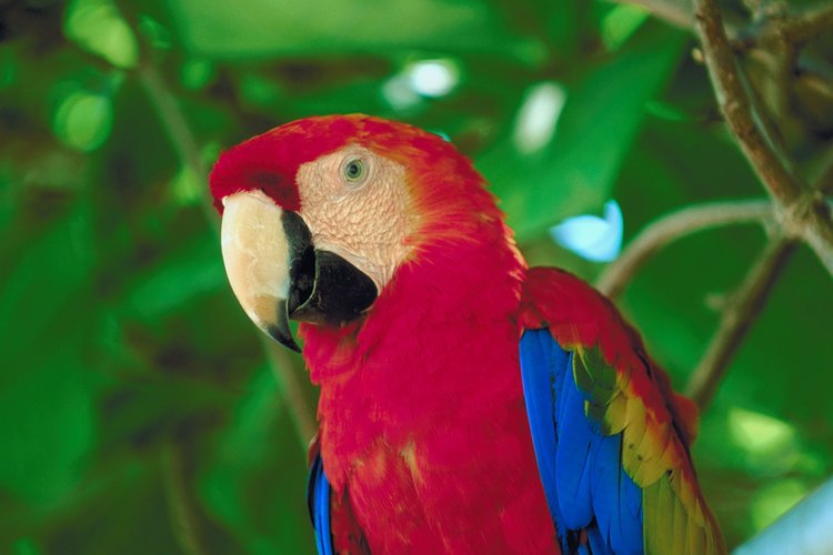 Piérdete en las tierras vírgenes con los habitantes locales de Guanacaste, los guacamayos.