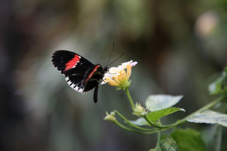 Las mariposas tienen metamorfosis completa, una transformación hacia la adultez.