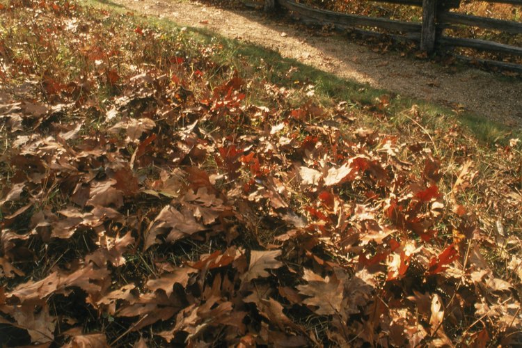 A pesar de ser una ciudad pequeña, hay muchas cosas divertidas para hacer en North Stonington.