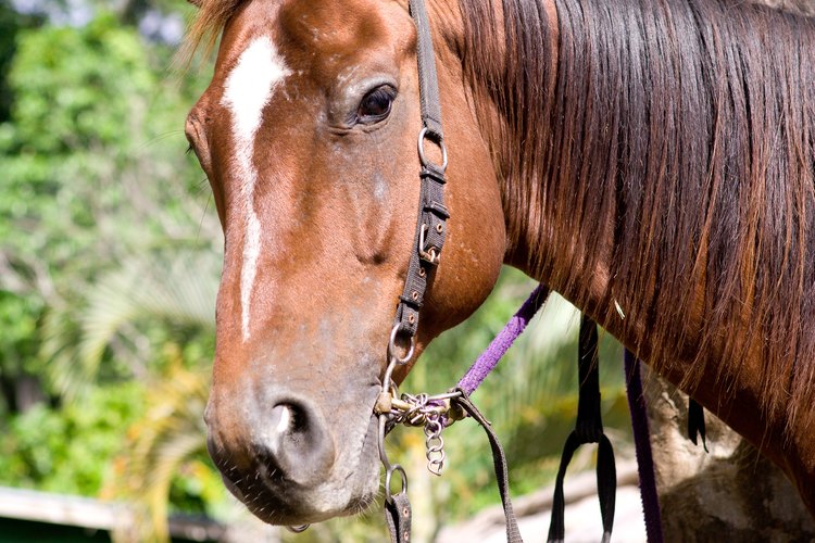 La wolfsbane puede ser mortal para los caballos que ingieren menos de un 0.1% de su peso corporal.