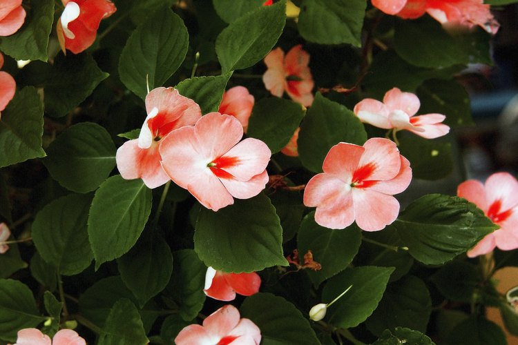 Hay flores que no requieren de mucho sol para crecer bien.